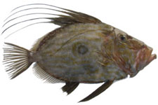 marine species 1